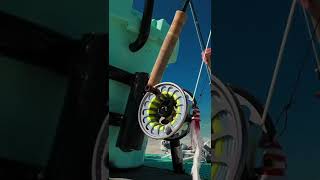 Download lagu INCREDIBLE Shark Attack on Fly Fishing Popper in the Bahamas - by Todd Moen mp3 Download lagu INCREDIBLE Shark Attack on Fly Fishing Popper in the Bahamas - by Todd Moen mp3