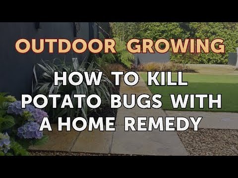 Will Salt or Vinegar Kill Bamboo