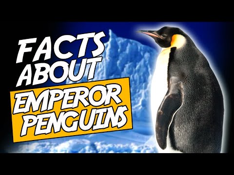 Top 10 Amazing Facts About Emperor Penguins