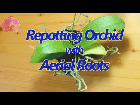 Repotting a Phalaenopsis orchid with aerial roots