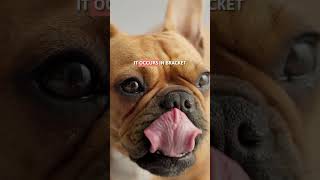 Why Does Your Dog Sleep With Their TONGUE OUT? 👅🐶 #Dogs #Shorts