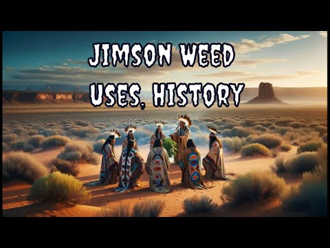From Medicine to Devils Snare: The History of Jimson Weed