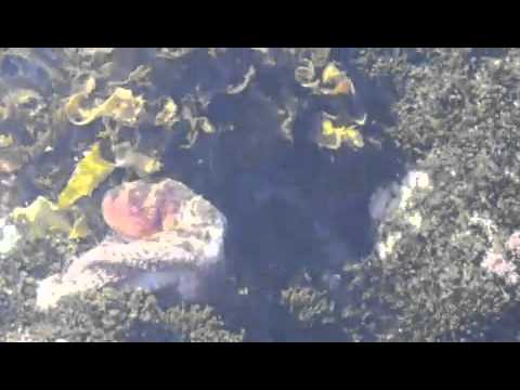 Wild Octopus Encounter : South Coast Australia 2012 : Root Sellers Music