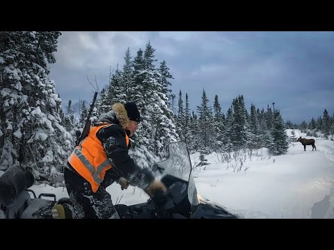Desperation MOOSE HUNT in Newfoundland! (Late Season)