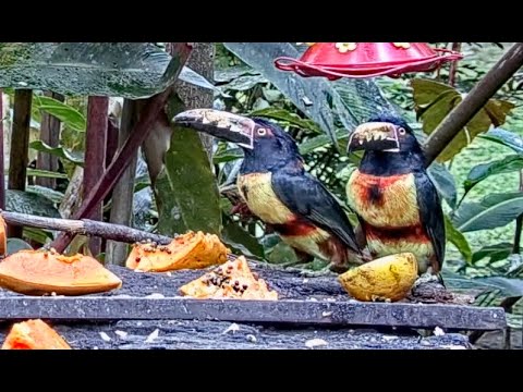 Aracaris Indulge in Papaya at the Canopy Lodge Fruit Feeders | December 15, 2022