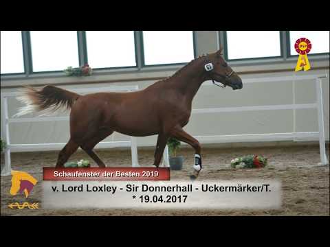 19 Lord Loxley - Sir Donnerhall