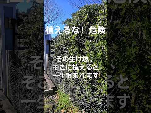 美しく親密なコーナーを作成するには、生垣としてどの常緑低木を選択すればよいでしょうか?庭やバルコニーの 7 つの安全な値  庭園