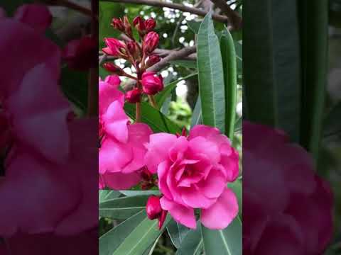 温度 霜 キョウチクトウ