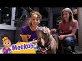 Animal Shelter Learning Videos With Meekah Kids Videos Moonbug Kids After School