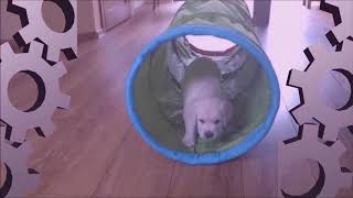 Velvet Acid Christ (VAC) - Cog (Fan Video)