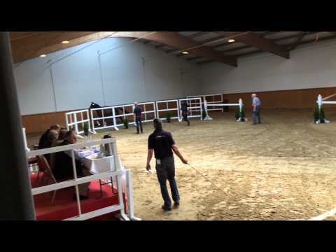 Stute von Belissimo M 3-jährig -  TamTam Vechta 2014 06 03