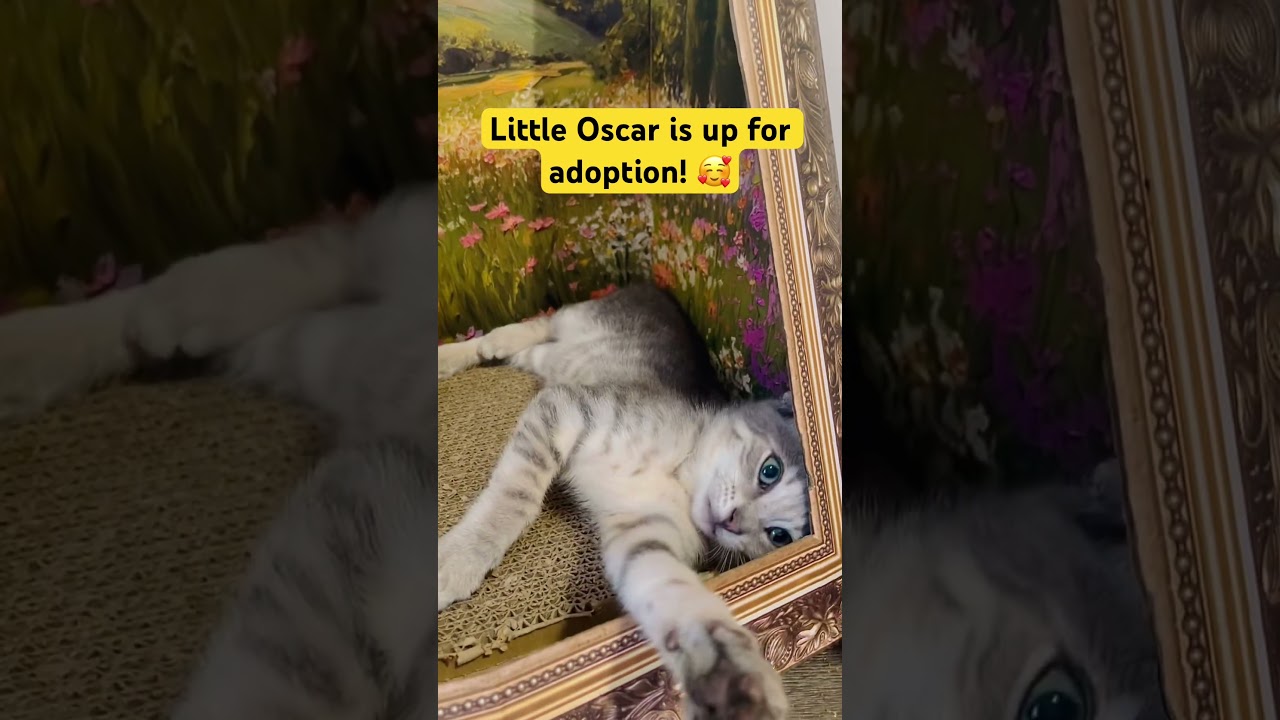 Oscar, an adoptable American Shorthair in Fort Pierce, FL video 5/5