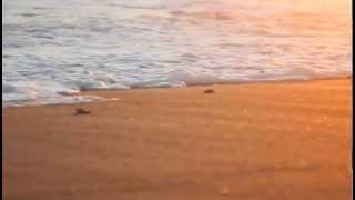 preview picture of video 'Turtle hatchlings running for the ocean'