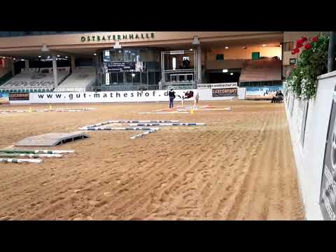 Euro Paint 2017 GOLD medalist, 2 YO In Hand Trail 'Shes Just Brilliant'