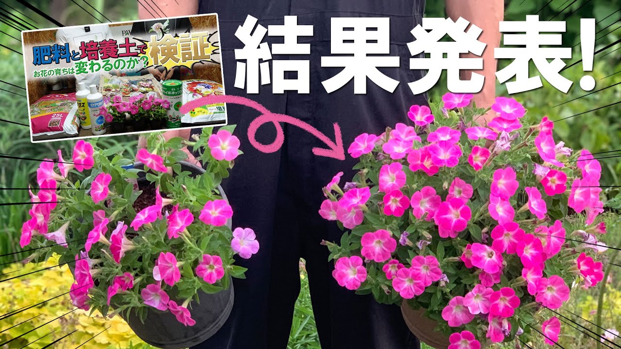 【驚愕の結果です！】肥料と培養土で育ちは変わるのか検証した結果が凄すぎたので、なぜこのような結果になったのか徹底的に解説します！