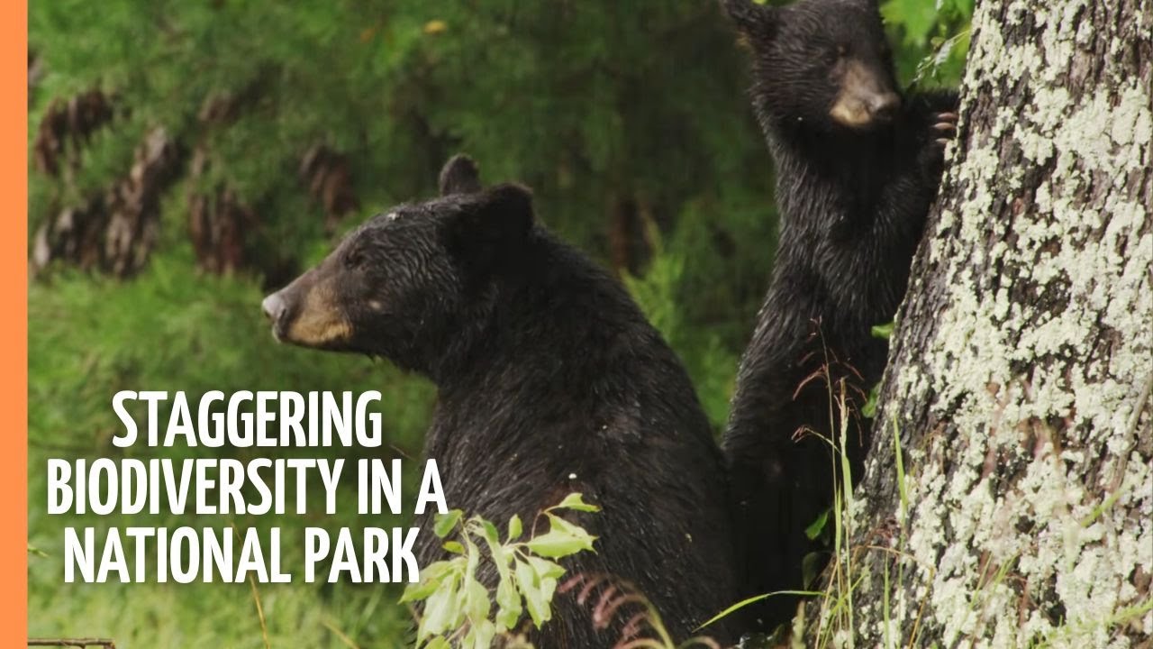 Staggering Biodiversity in America's most visited National Park | Full Documentary