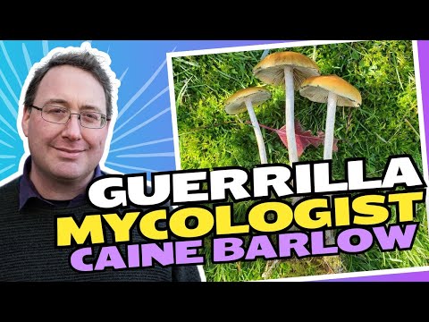 GUERRILLA MYCOLOGIST: CAINE BARLOW | MycoGeeky