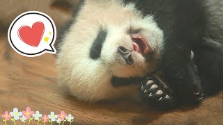 【Panda Theme】On World Sleeping Day, Let Pandas Teach You How To Sleep | iPanda