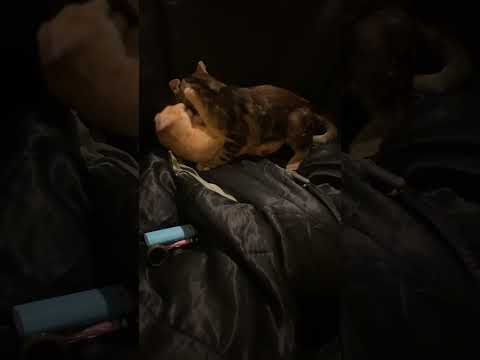 Caiphas Caine vs Konrad Curze