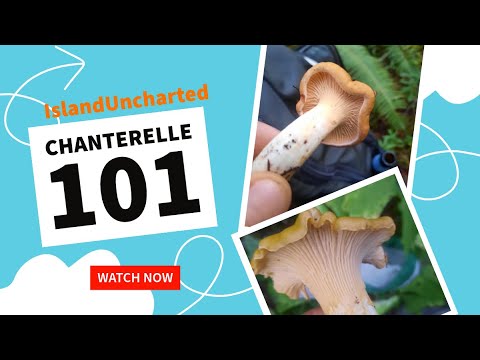 The Ultimate Chanterelle Hunting Guide