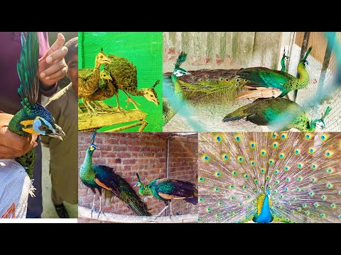 , title : 'World Biggest Peacock Farm | Most Beautiful Peacock Breeding Setup | Peacock Hatching Egg | Pak Pets'