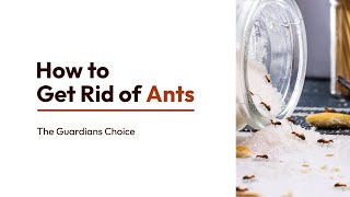 How to Get Rid of Ants Inside and Outside of the House | The Guardian