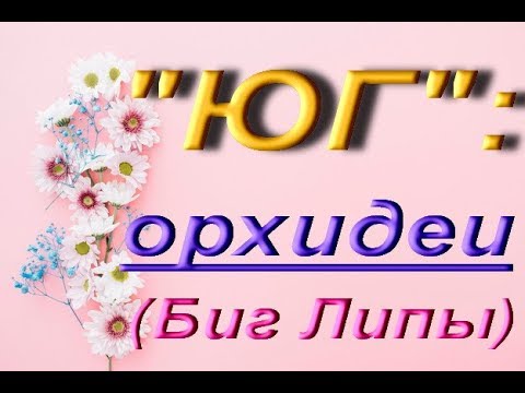 Завоз ОРХИДЕЙ в "Юге":ШИКАРНЫЕ Биг Липы,бабочка,ванда,29.06.2019.