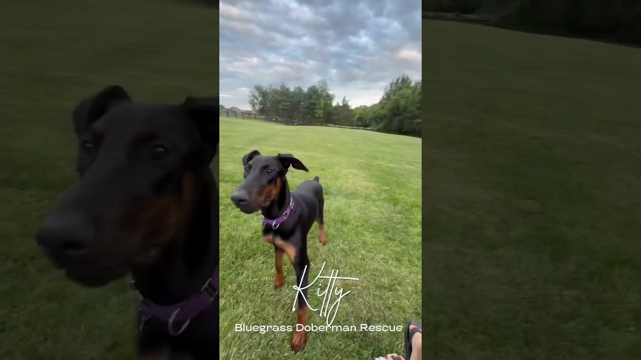 Enlarge Kitty, a ADOPTABLE Doberman Pinscher in Louisville, KY video 1/6