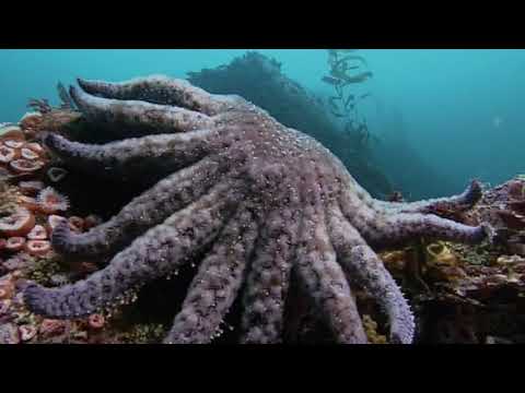 Echinoderms: The Ultimate Animals | Shape of Life