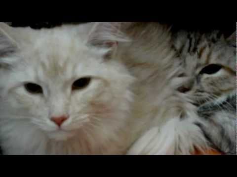 Festiwal kotów - Galeria Łódź 2012