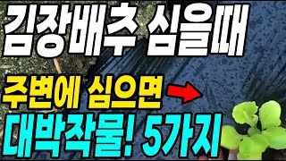 김장배추 심을때 주변에 심으면 대박작물 5가지! 배추무만 심지말고 이것도 심으세요!
