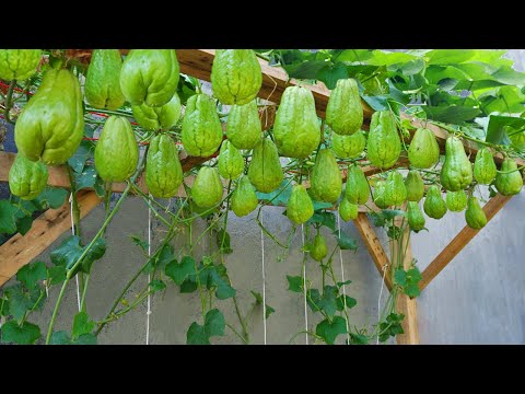 Let s grow bitter melon for your family this way it s very fruity and easy to make