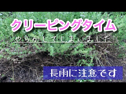 園芸 ワイルドタイム、タイム-ワイルドタイム