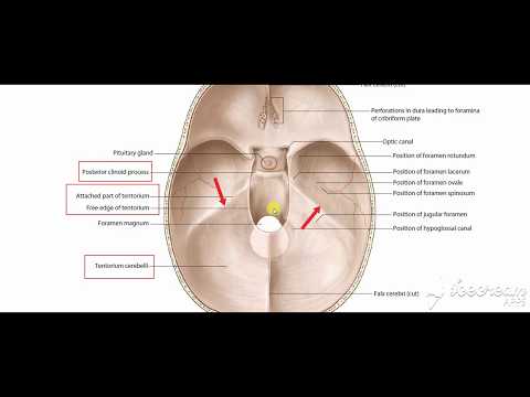 Tentoruim cerbelli 2