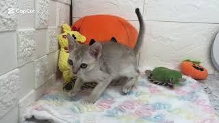 シンガプーラの動画01