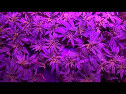 CannaTrade 2018 - Day #2 - Saturday April 28th, 2018