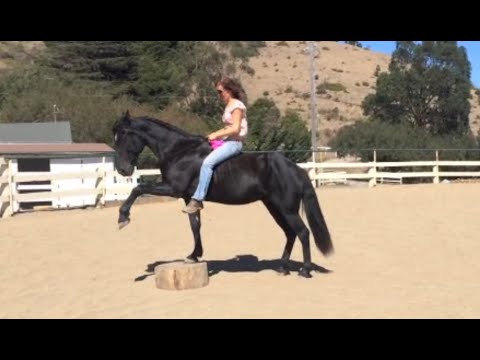 21 horse tricks. Clicker training. Liberty groundwork. Bareback and bridleless riding.