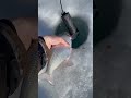 Video Thumbnail for Goldeye Release