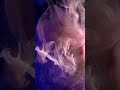Ullo Ka Jadu Aur Ilaj Rukiya Qurani Drhafiz Urdu Hindi Quran Dam Enemy Blackmagic Ruqia Islamic