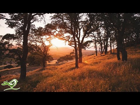 3 Hours of Relaxing Guitar Music for Meditation, Sleep, Relaxation & Study ★32