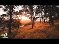 3 Hours of Relaxing Guitar Music for Meditation, Sleep, Relaxation & Study ★32