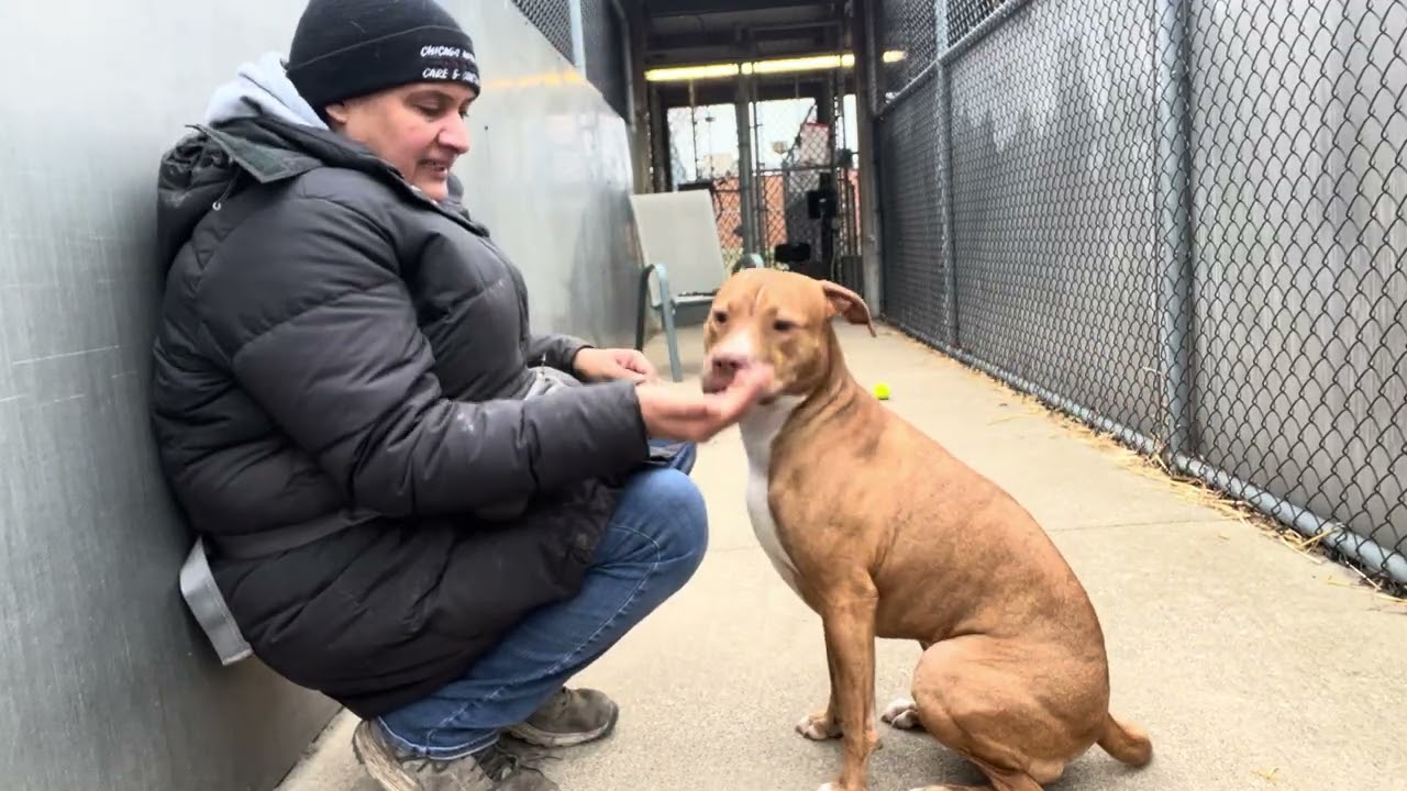 Enlarge Marilla, a ADOPTABLE Pit Bull Terrier in Chicago, IL video 5/5
