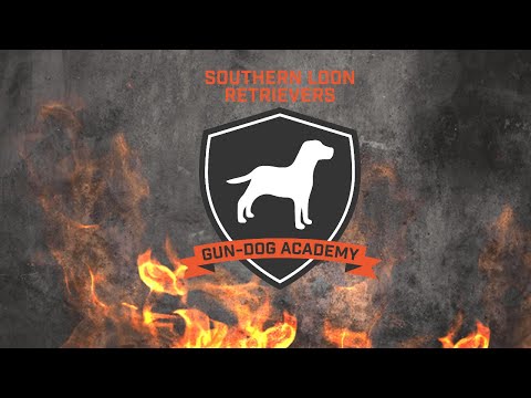 The Gun Dog Academy | How to Build The Best Gun Dog | Steadiness Drill (1)