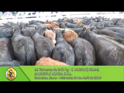24-04-19 - Venta de Machos - Jauregui Lorda S.R.L. - Brandsen