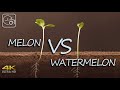 Melon vs Watermelon - grow - timelapse - 4K