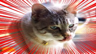 猫を拾いました。【猫飼いシミュレーション】その２