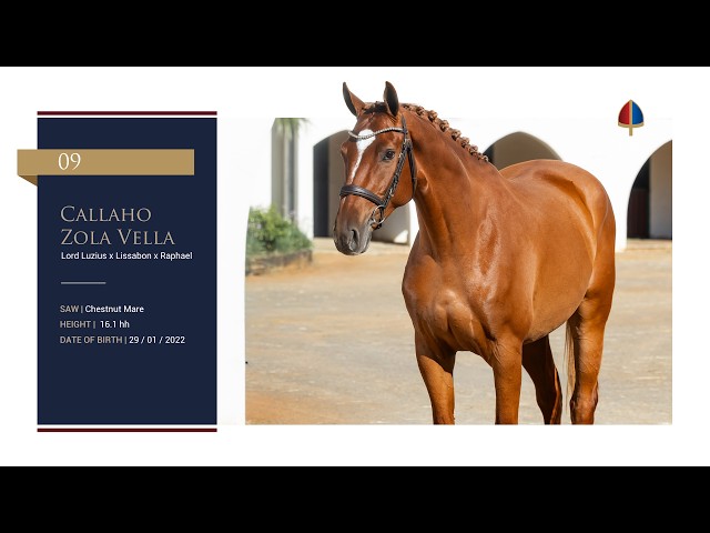 Callaho Zola Vella