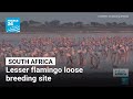 Eye On Africa In South Africa Lesser Flamingo Loose Breeding Site FRANCE 24 English