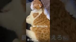 飼い主宣言#猫　#子猫　#猫好きさんと繋がりたい  #猫スタグラム　#猫のいる暮らし  #スコティッシュフォールド