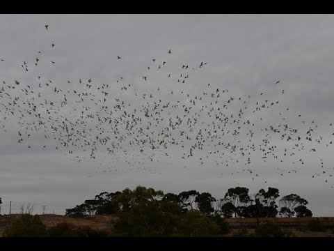 SCT Logistics 5PM9 SCT009 CSR003 CSR005 24 May 2021-great footage of Corellas spooked by the locos!